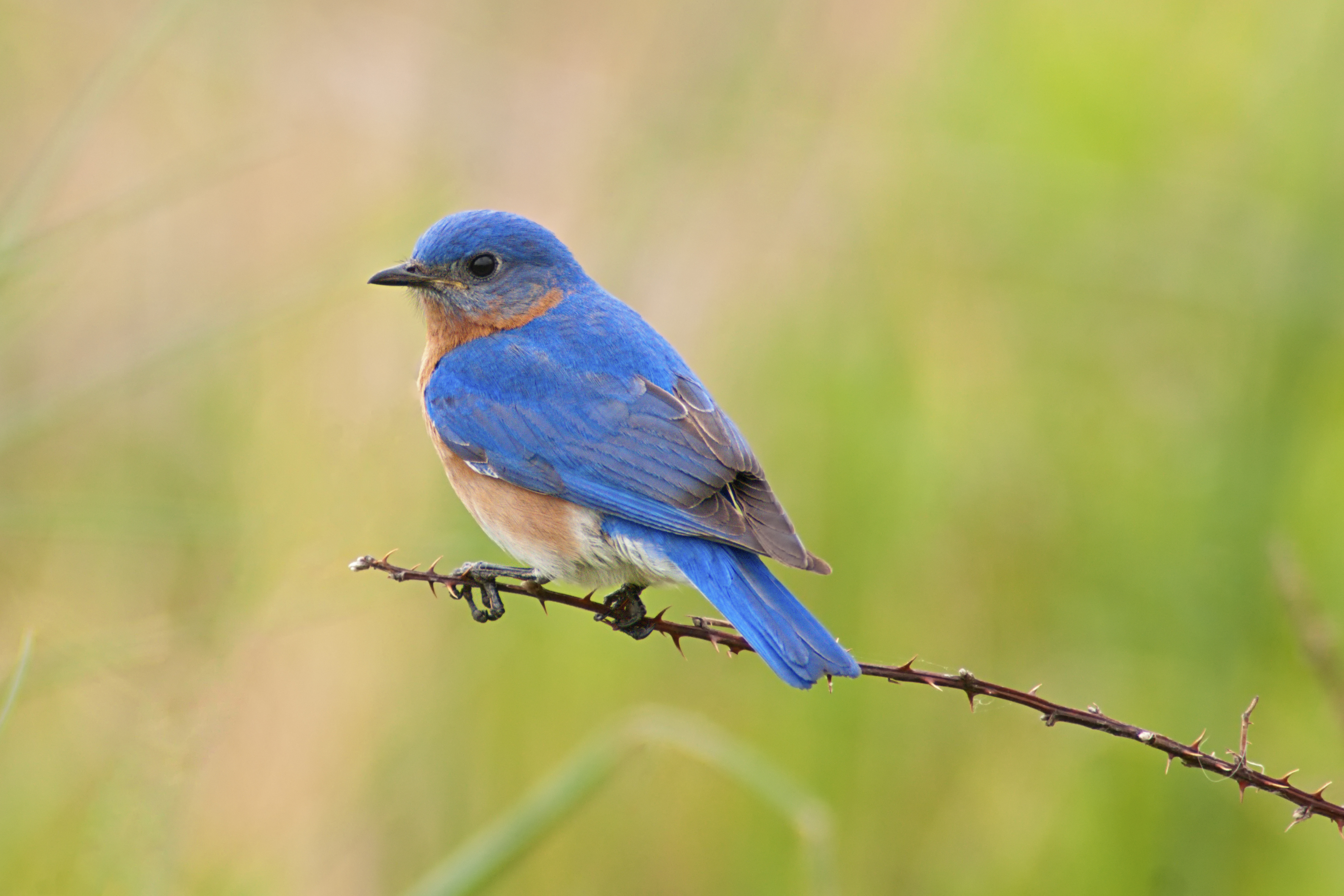Eastern Bluebird Male Male Eastern Bluebird (Sialia sialis) on a thorny branch