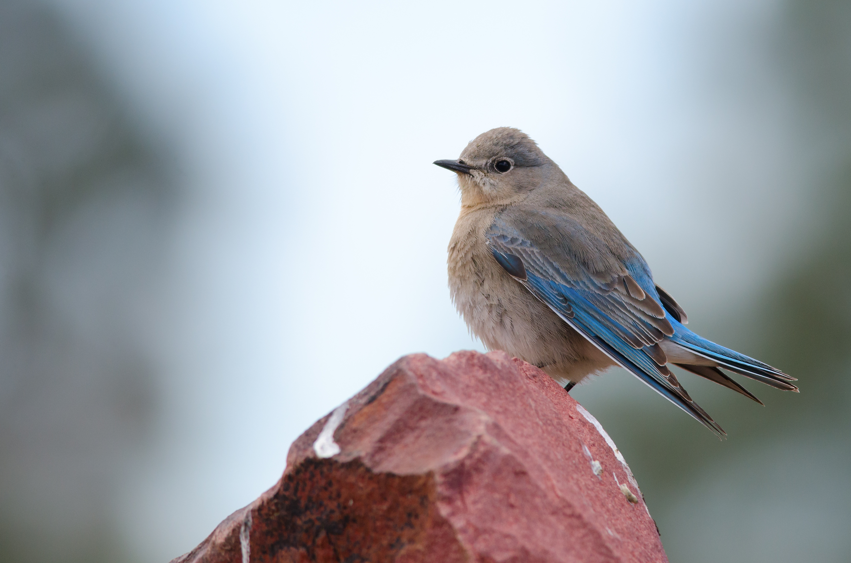 Mountain Bluebird Mountain bluebird perched on stone. Official state bird of Idaho and Nevada.